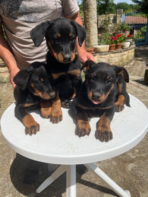 Élevage de Beaucerons du Domaine de Villeneuve